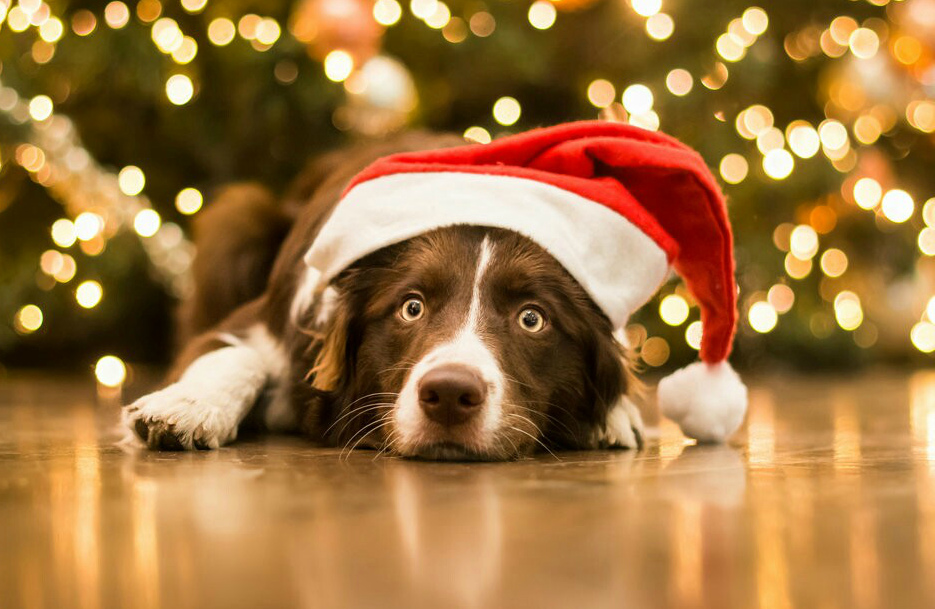 Как встречать год Желтой Земляной Собаки: праздничные советы