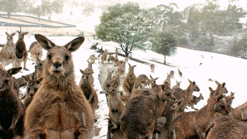 Аномалия в Австралии: на Зеленом континенте выпал снег среди лета