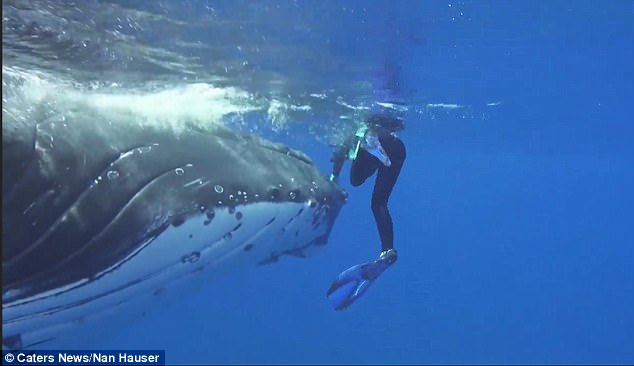 Тихоокеанский кит спас дайвера от акулы