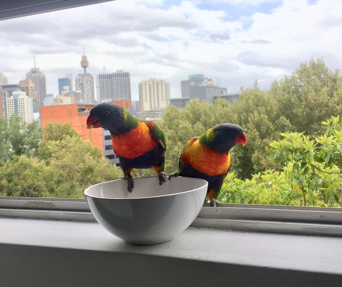 Новый фото-тренд Сети: люди делятся снимками птиц за окном