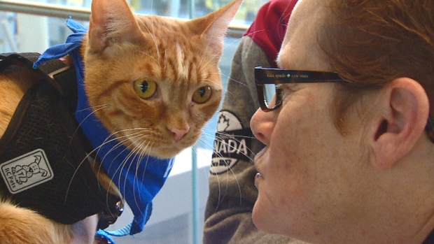 В аэропорту Канады коты помогают справляться со стрессом
