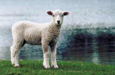 Американские ученые скрестили овцу с человеком