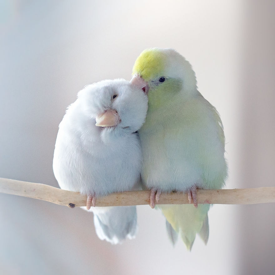 Фотограф из США делает трогательные фото влюбленных попугайчиков