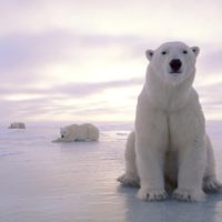 Международный день полярного медведя: фото белых красавцев