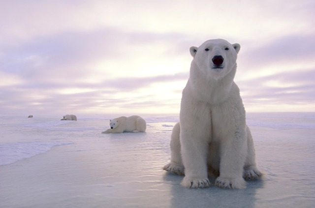 Международный день полярного медведя: фото белых красавцев