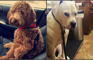 Когда собаки осознали, что едут к ветеринару: забавные фото