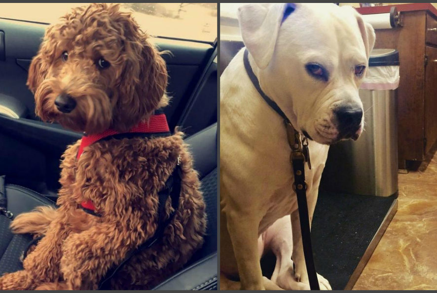 Когда собаки осознали, что едут к ветеринару: забавные фото