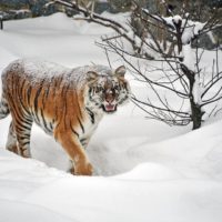 Как радуются снегу тигры в киевском зоопарке: забавные фото