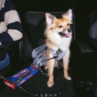 В Сан-Франциско собаки прошлись по красной дорожке на премьере фильма