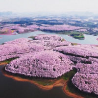 Розовое великолепие: в Китае зацвела сакура