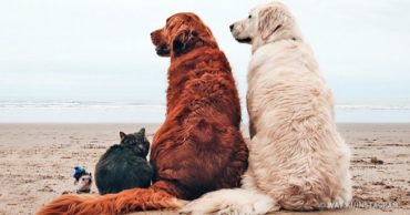 Пятеро в лодке, считая собаку: забавная история девушки, путешествующей с животными