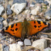 Бабочки заполонили Киев из-за “моментальной” весны – энтомолог