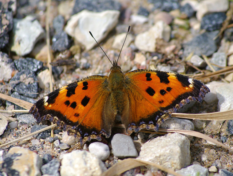 Бабочки заполонили Киев из-за "моментальной" весны – энтомолог
