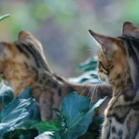 В новозеландской деревне хотят запретить кошек