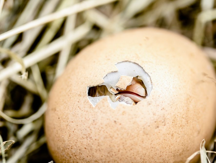 Курица или яйцо: ученые решили главную загадку тысячелетия