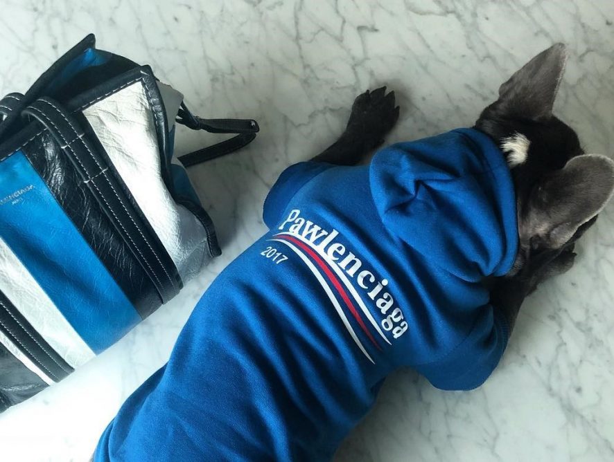 Balenciaga vs Pawlenciaga: модный бренд подал иск против марки одежды для собак