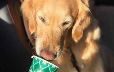 Милое развлечение в соцсетях: собаки лакомятся взбитыми сливками от Starbucks