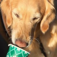 Милое развлечение в соцсетях: собаки лакомятся взбитыми сливками от Starbucks