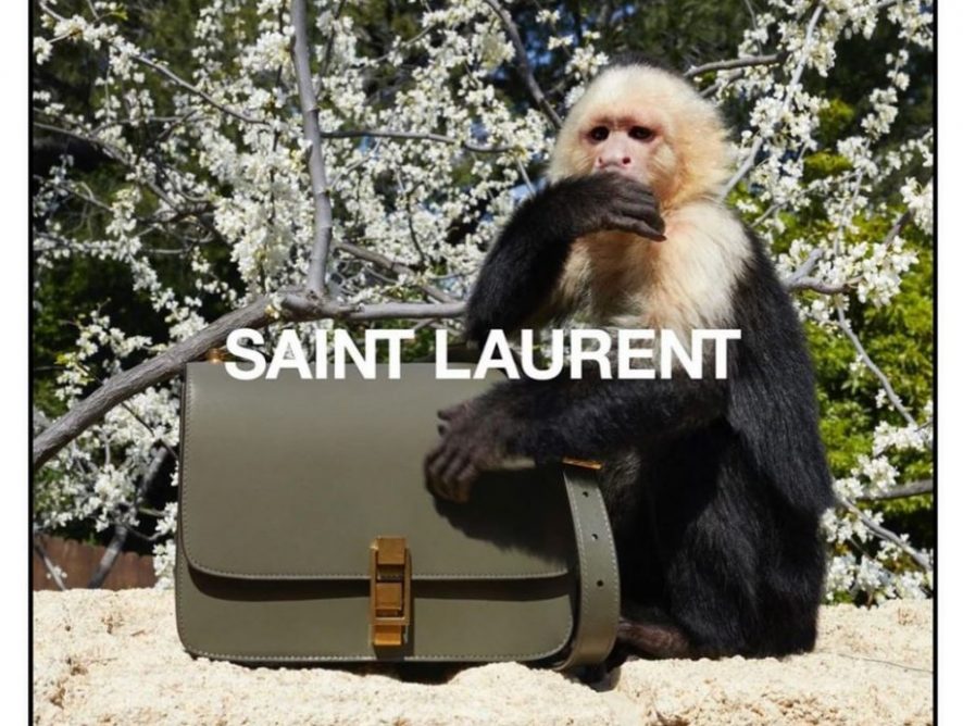 Обезьянка Алли стала звездой рекламной кампании Saint Laurent