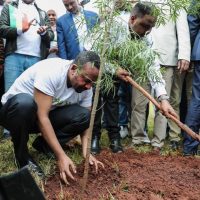 350 миллионов: Эфиопия поставила мировой рекорд по посадке деревьев