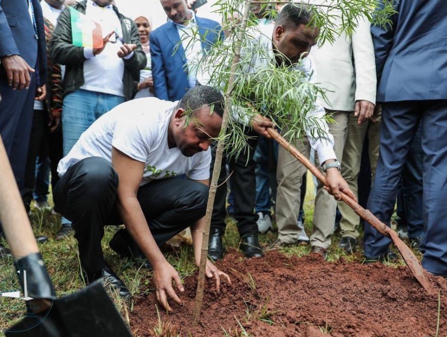 350 миллионов: Эфиопия поставила мировой рекорд по посадке деревьев