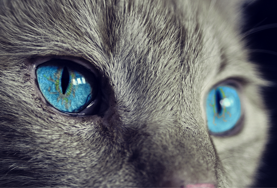Всемирный день кошек: забавные фото пушистых любимцев