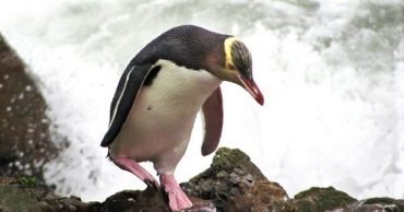 Птицей года в Новой Зеландии стал редкий "антисоциальный" пингвин