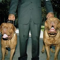 Люди и собаки: как одна фотография может перевернуть весь мир