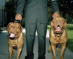 Люди и собаки: как одна фотография может перевернуть весь мир