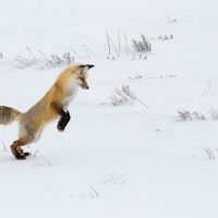 Зимний позитив: как животные радуются снегу