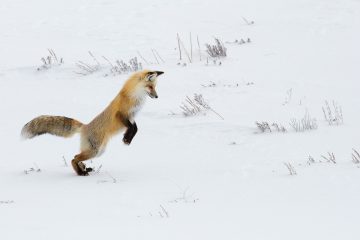Зимний позитив: как животные радуются снегу