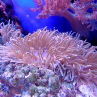 Из-за угрозы кораллам: в Палау запретили “токсичные” солнцезащитные кремы