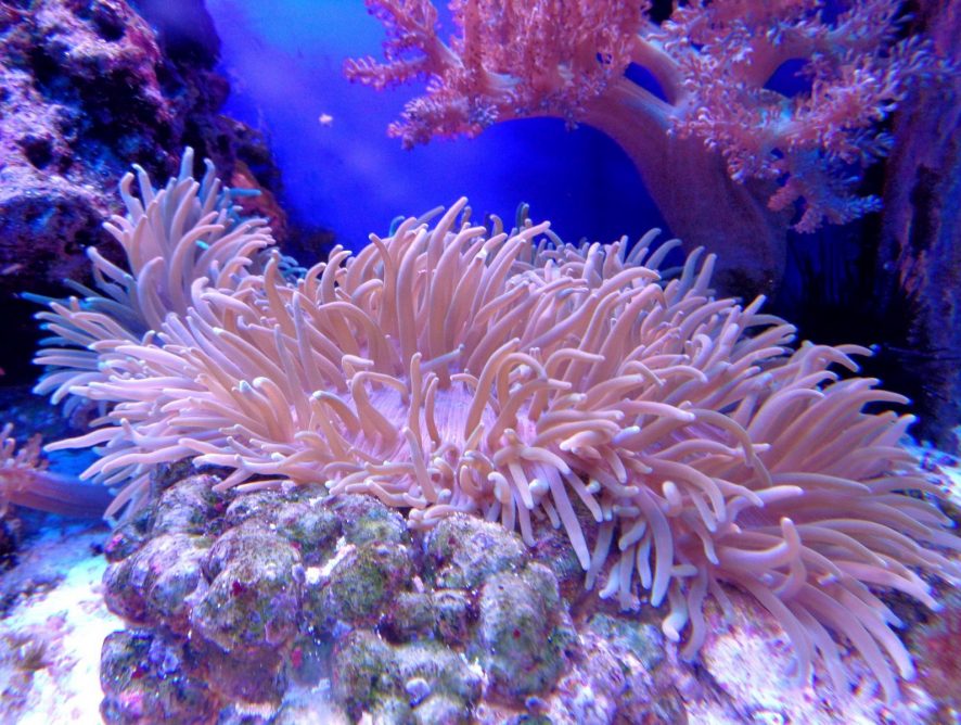 Из-за угрозы кораллам: в Палау запретили "токсичные" солнцезащитные кремы