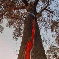 Николь Кидман, Pink, Селена Гомес: звезды собирают средства на борьбу с пожарами в Австралии