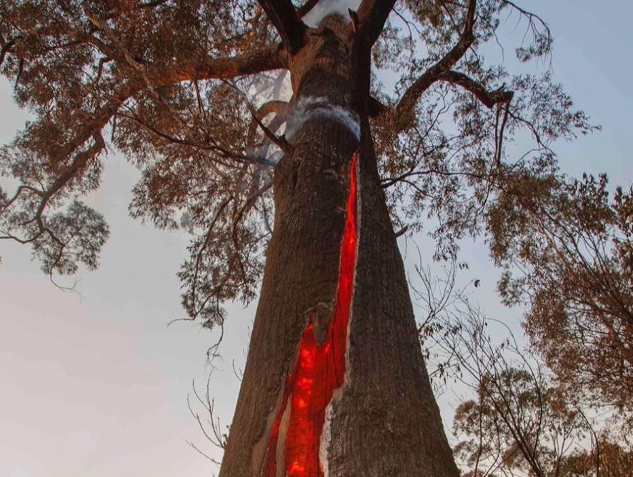 Николь Кидман, Pink, Селена Гомес: звезды собирают средства на борьбу с пожарами в Австралии