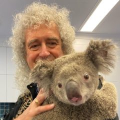 Гитарист Queen устроил сольный концерт для коалы, которую спасли от пожаров