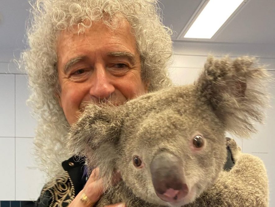 Гитарист Queen устроил сольный концерт для коалы, которую спасли от пожаров