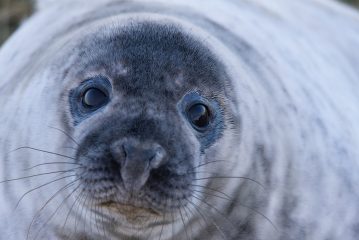 Необычный гость: к украинским полярникам заглянул 200-килограммовый  тюлень