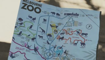 Танцующий смотритель Мельбурнского зоопарка стал звездой Сети