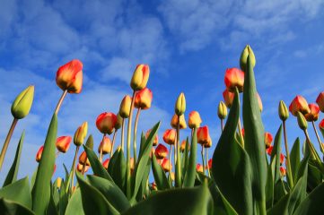 В Нидерландах для туристов сделали особое послание из тюльпанов