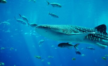 Исследователям впервые удалось записать голос китовой акулы