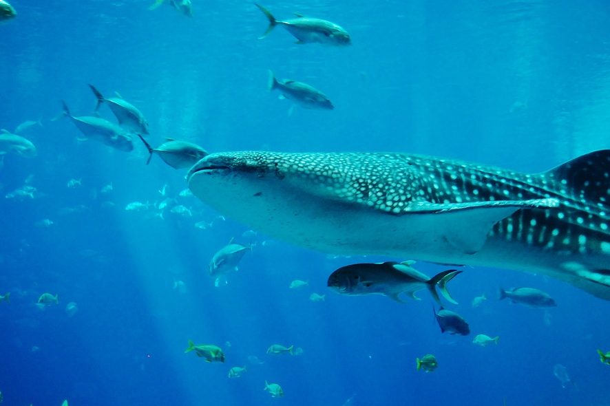 Исследователям впервые удалось записать голос китовой акулы