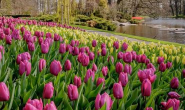 Миллионы тюльпанов: знаменитый парк цветов запустил виртуальный тур