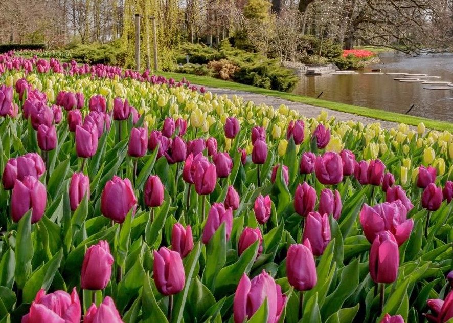 Миллионы тюльпанов: знаменитый парк цветов запустил виртуальный тур