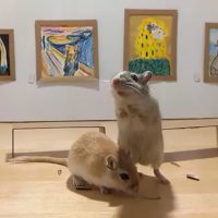 Пара в самоизоляции построила мини-галерею искусств для своих любимых мышей