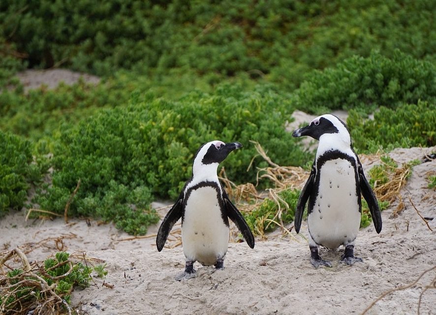 Пингвинам устроили персональную экскурсию по музею