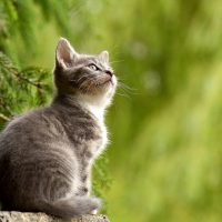 “Своих не бросаем”: на Reddit появилось забавное видео о кошачьей солидарности