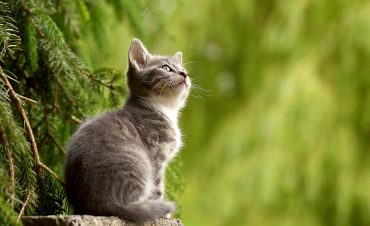 "Своих не бросаем": на Reddit появилось забавное видео о кошачьей солидарности