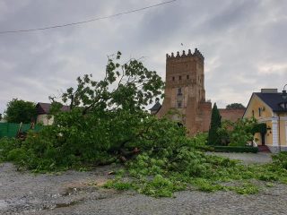 В Луцке упал знаменитый 200-летний Лесин ясень