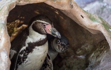 Пингвинов из британского зоопарка развлекают мыльными пузырями